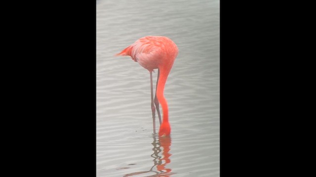 American Flamingo - ML627532135