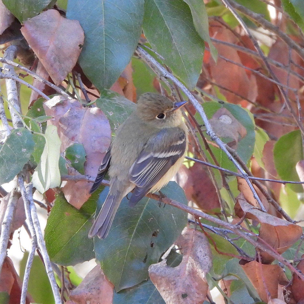 Western Flycatcher - ML627532239
