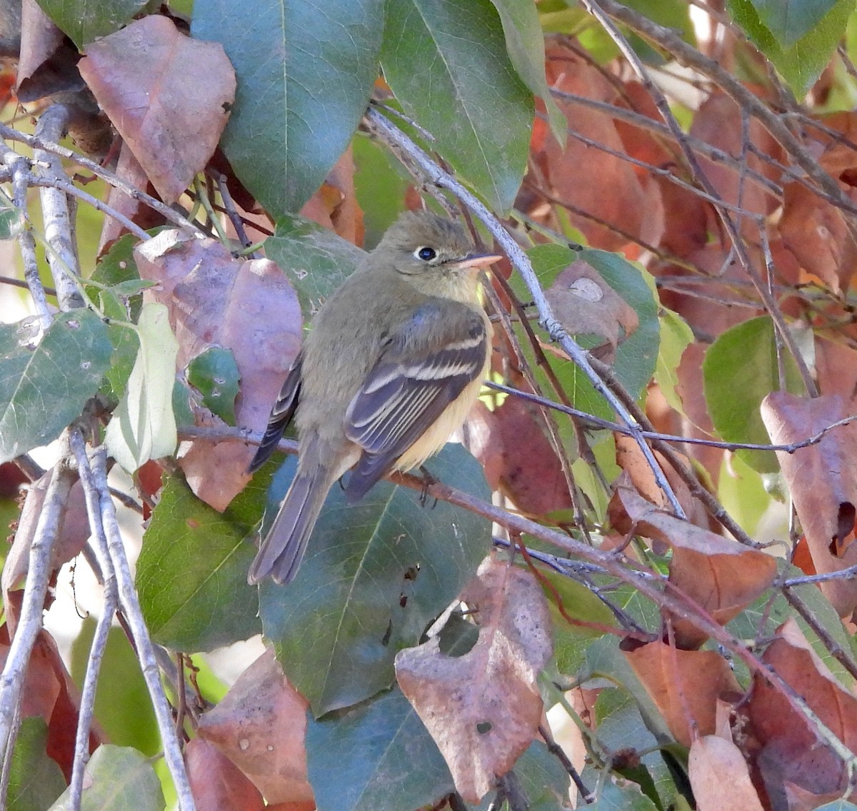 Western Flycatcher - ML627532240