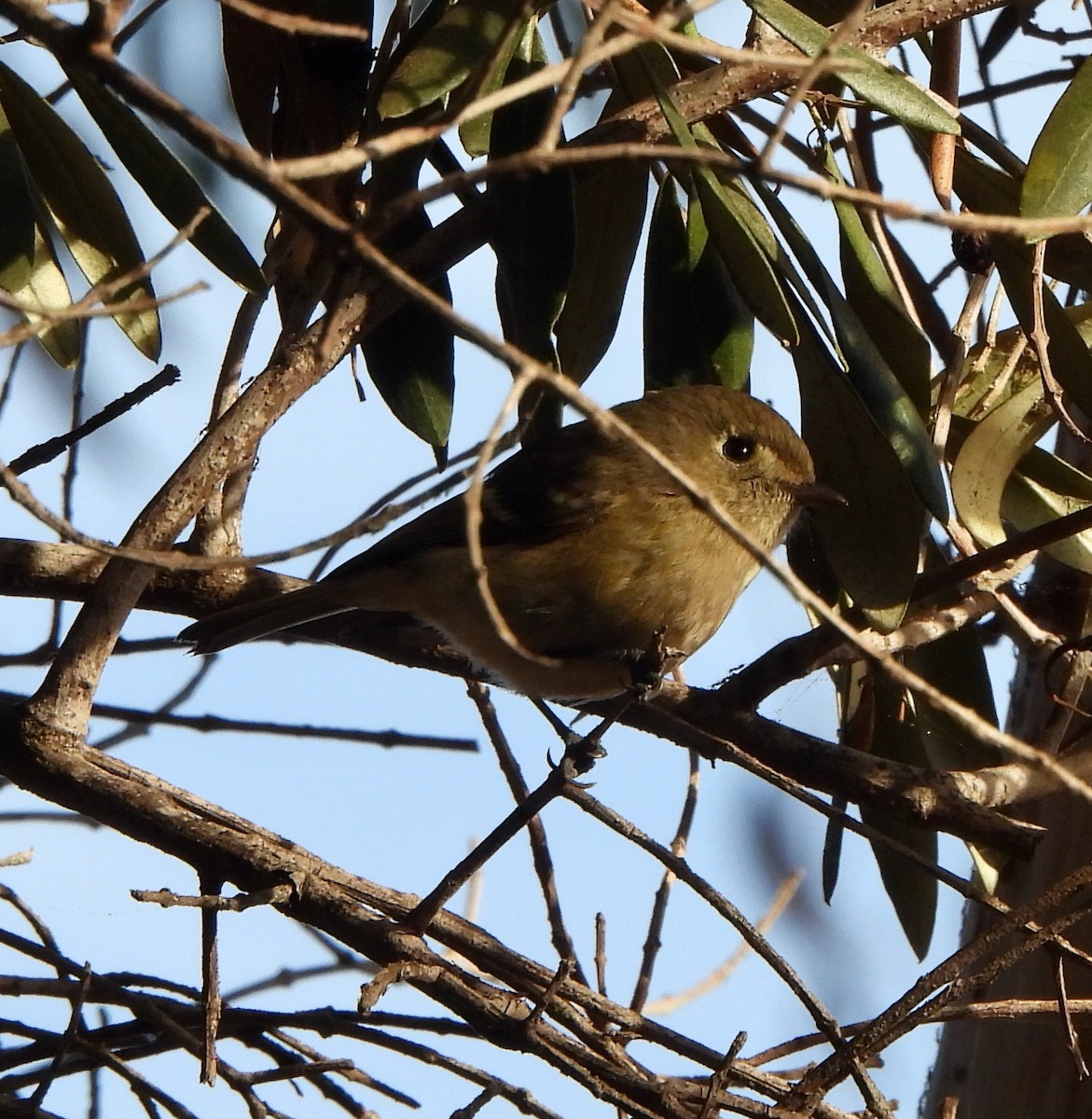 Hutton's Vireo - ML627532253