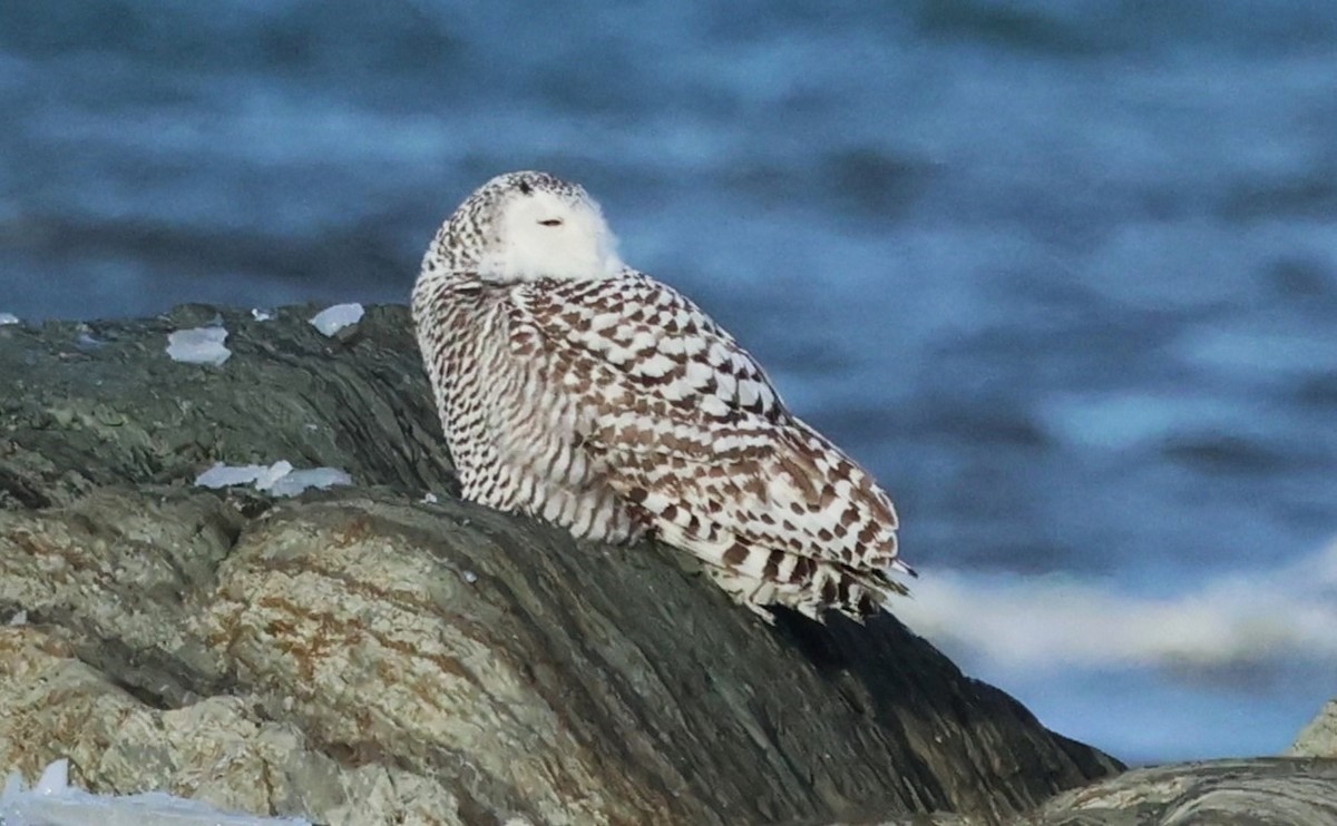 Snowy Owl - ML627532373