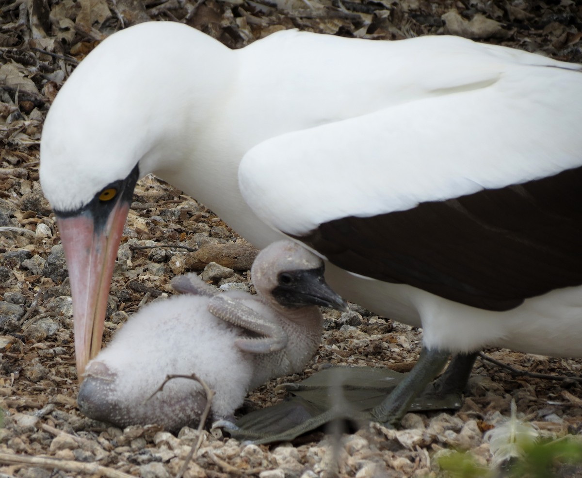 Nazca Booby - ML627532387