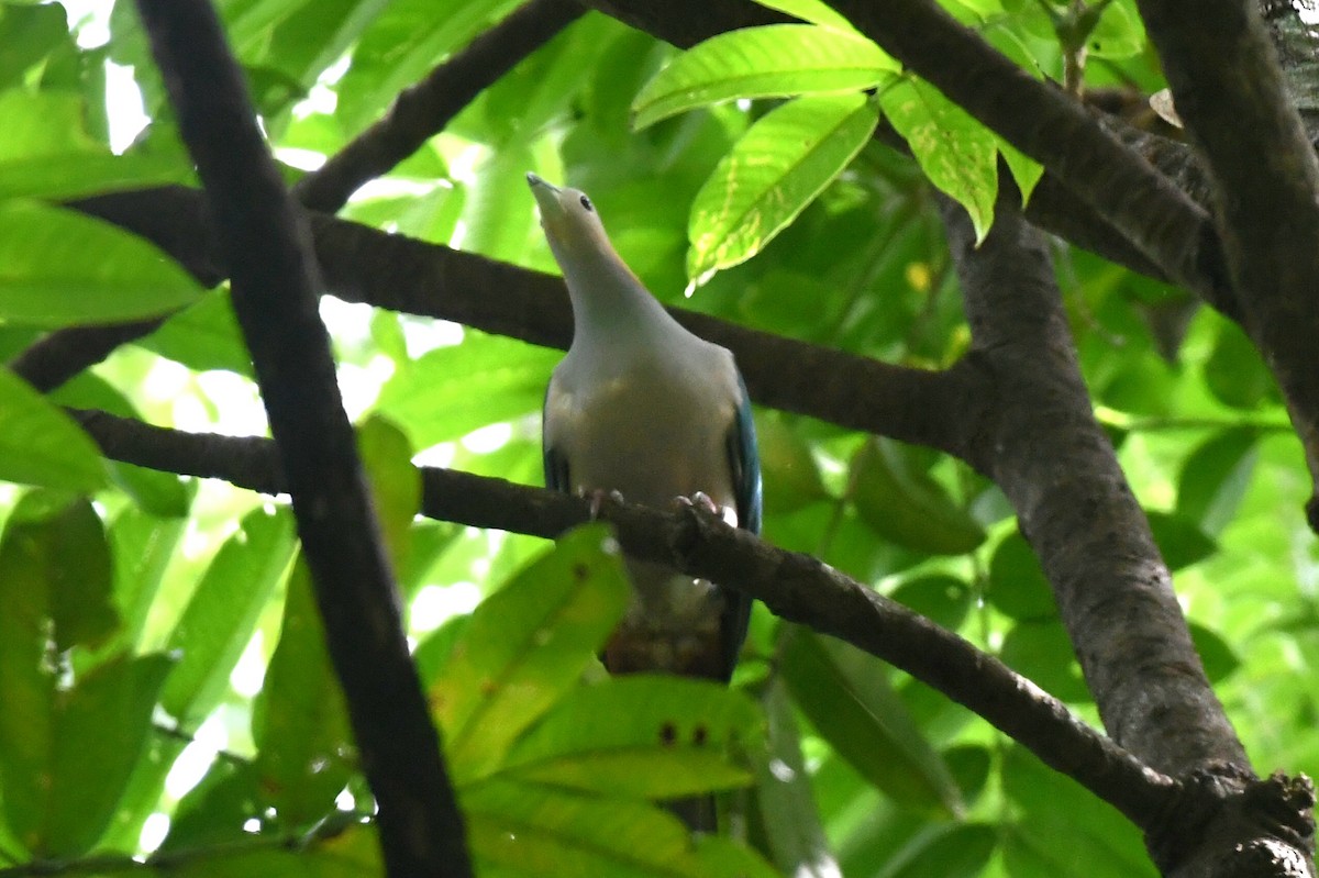 holub kovový (ssp. paulina) - ML627532468