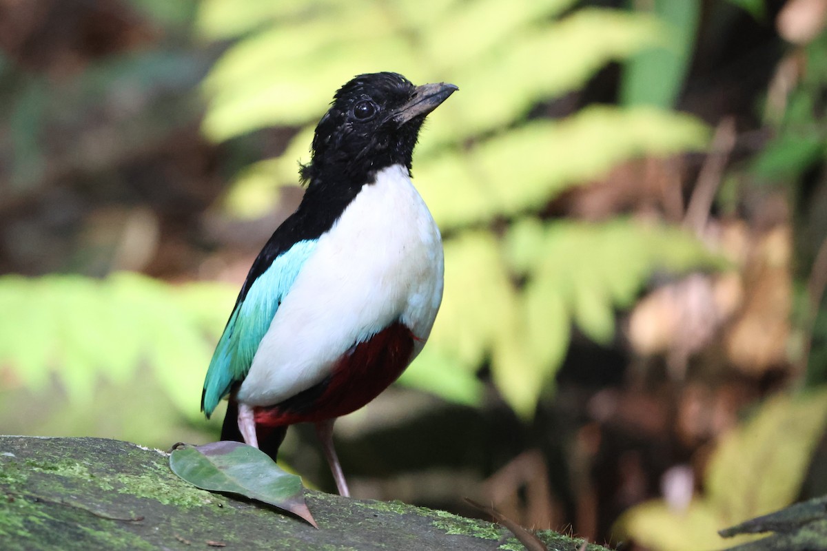 Ivory-breasted Pitta - ML627532513