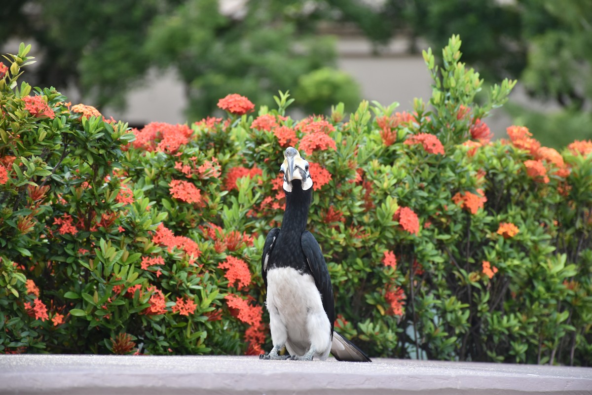 Oriental Pied-Hornbill - ML627532514