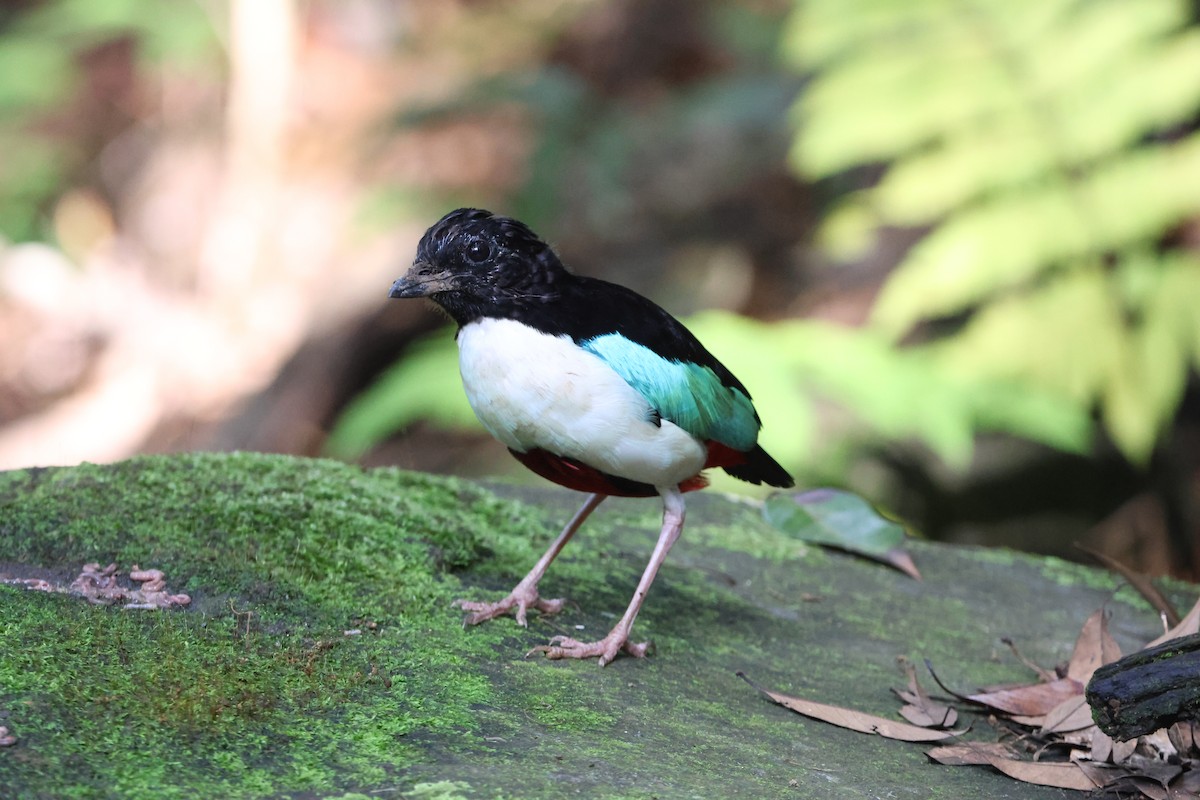 Ivory-breasted Pitta - ML627532834