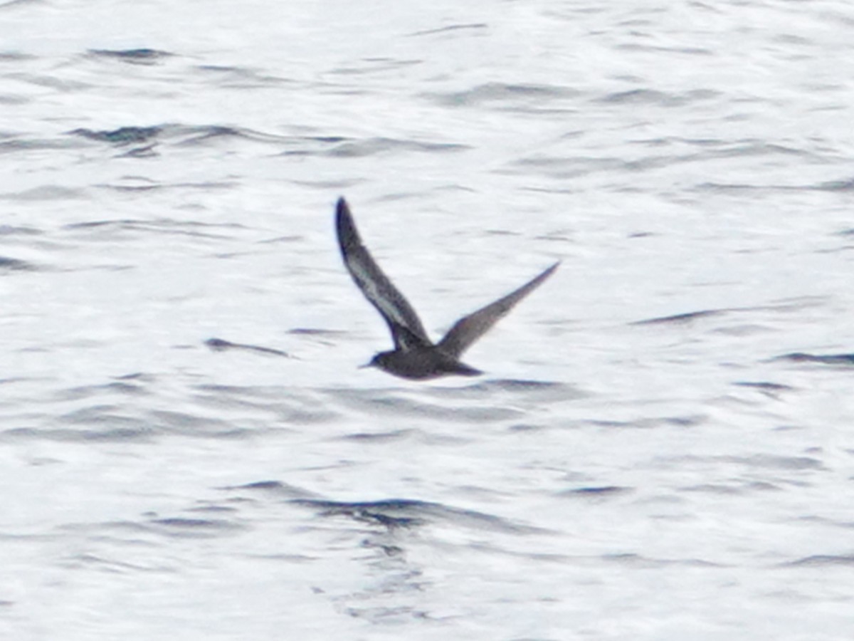 Heinroth's Shearwater - ML627532839