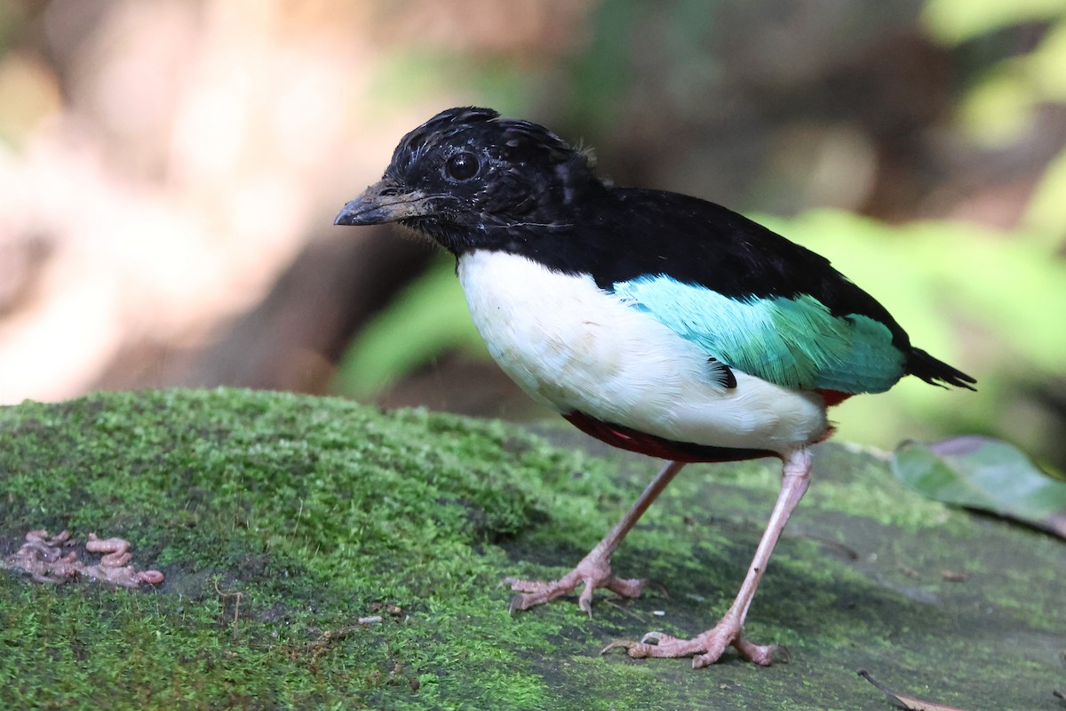 Ivory-breasted Pitta - ML627532869