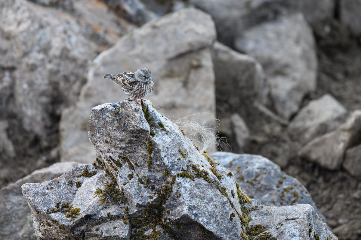 Altai Accentor - ML627532882