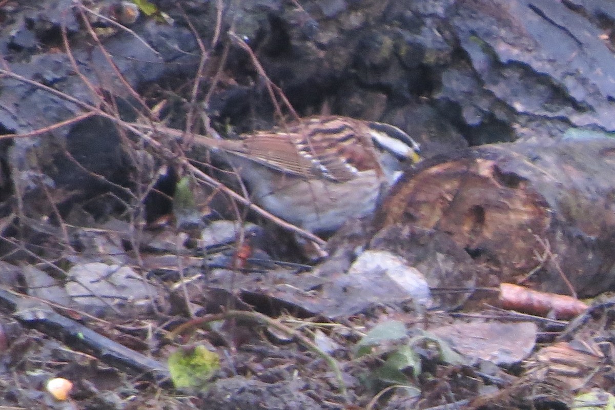 White-throated Sparrow - ML627532918