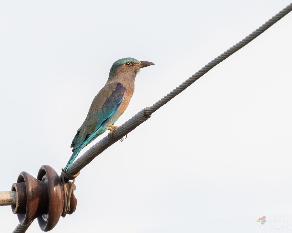 Indian/Indochinese Roller - ML627532936