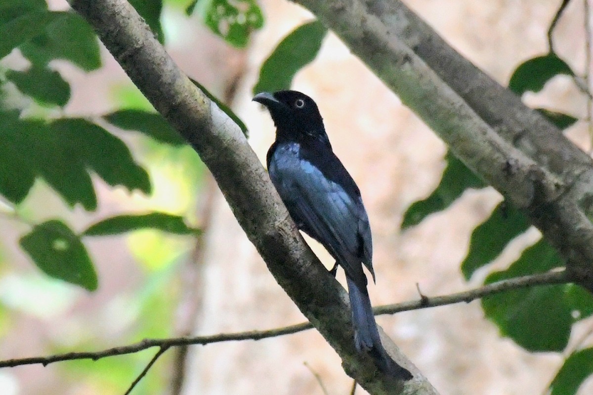 Hair-crested Drongo (White-eyed) - ML627532942