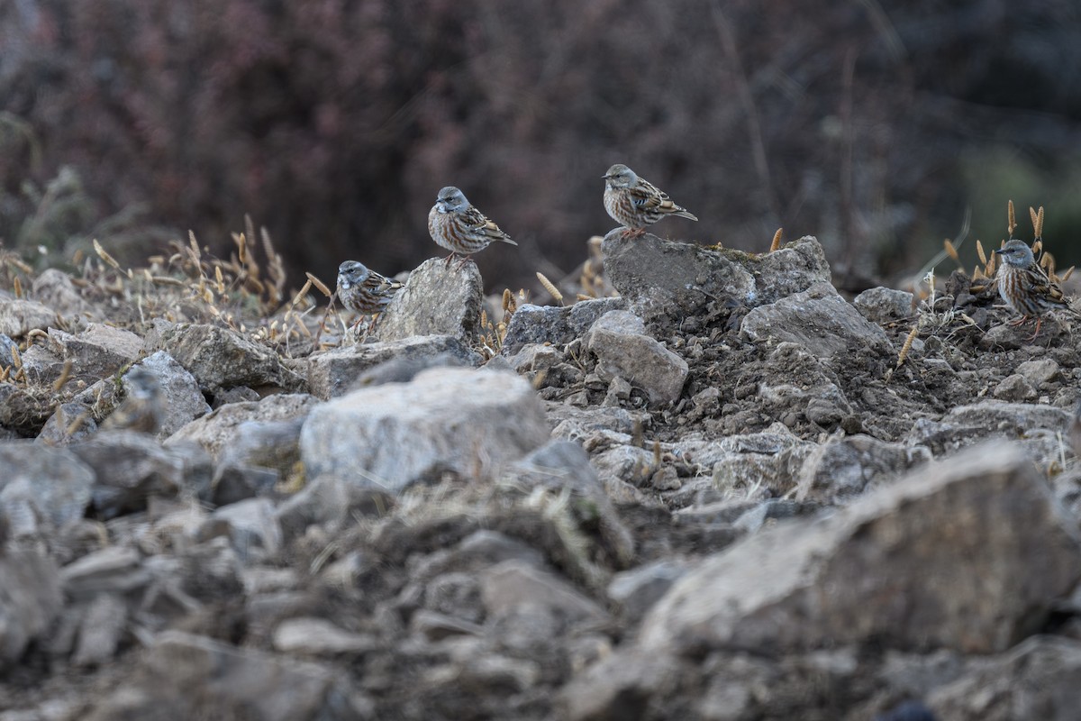Altai Accentor - ML627532978