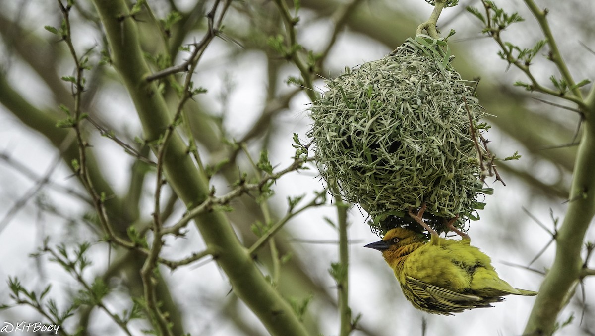 Cape Weaver - ML627532990