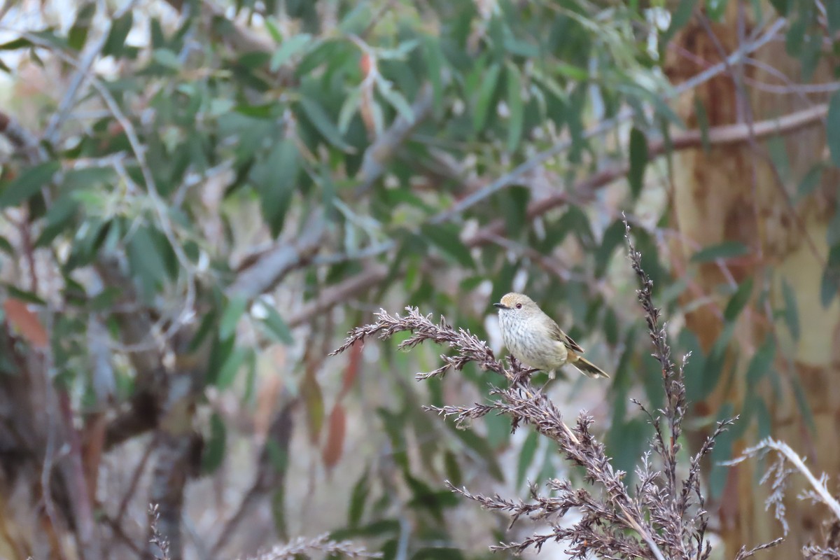 Tasmanian Thornbill - ML627533080