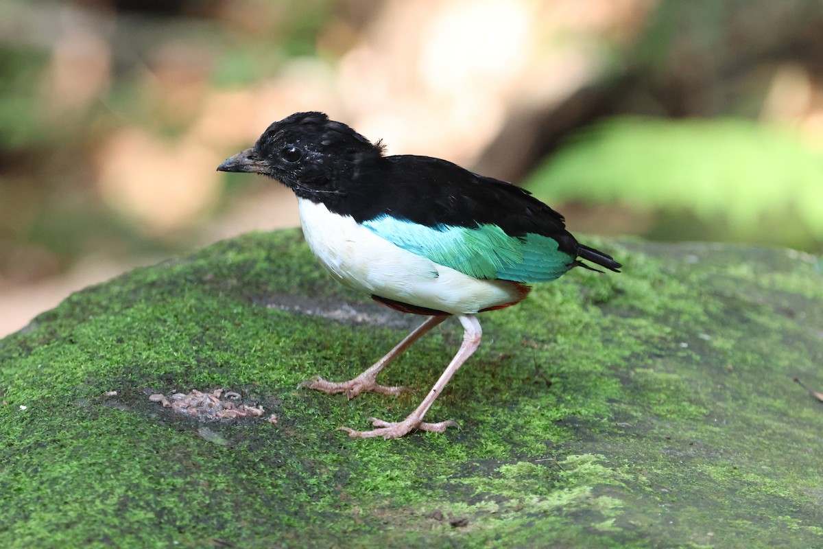 Ivory-breasted Pitta - ML627533127