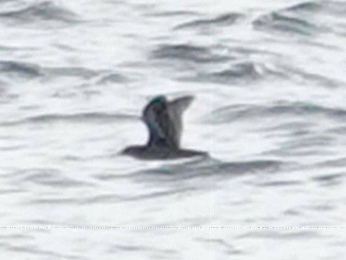 Heinroth's Shearwater - ML627533137