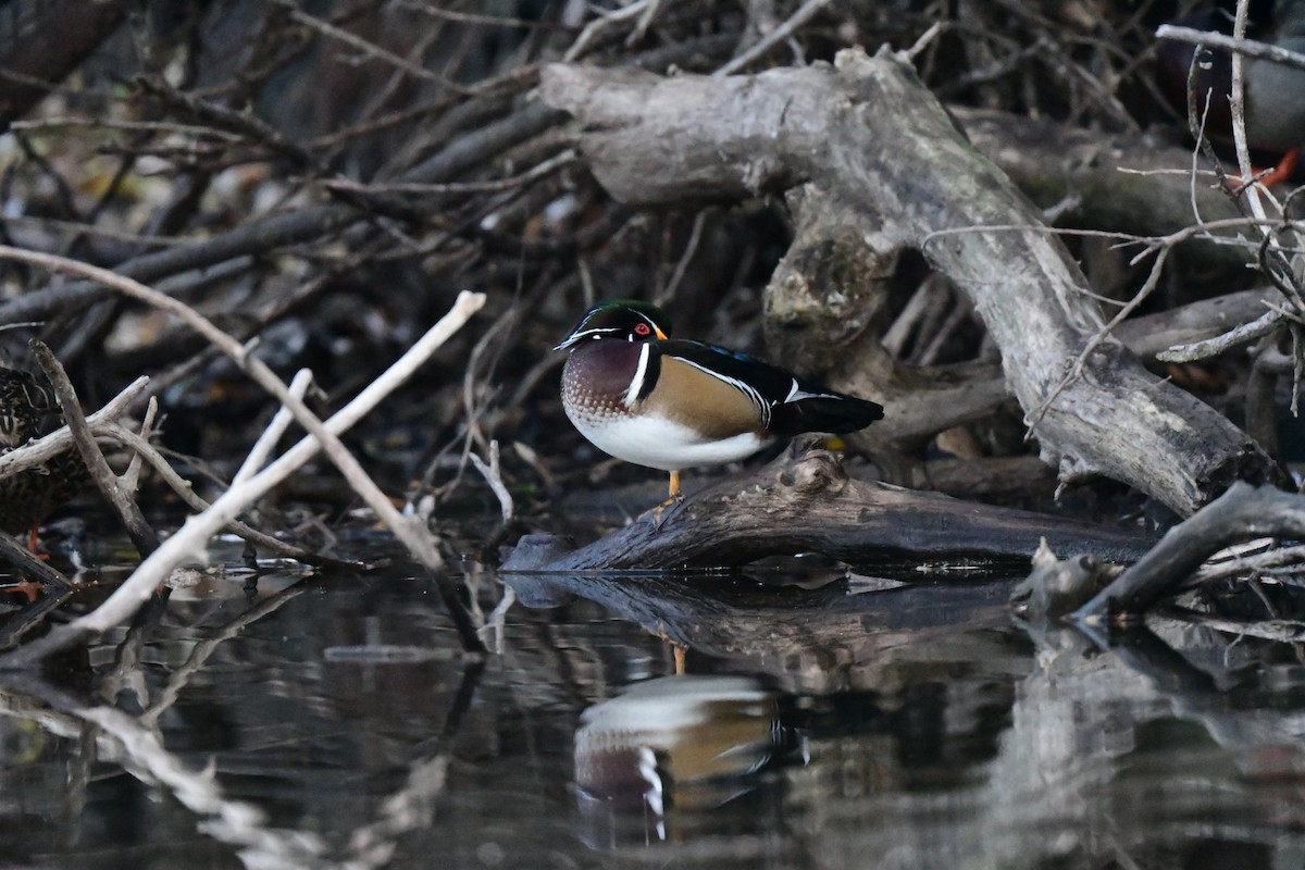 Wood Duck - ML627533140