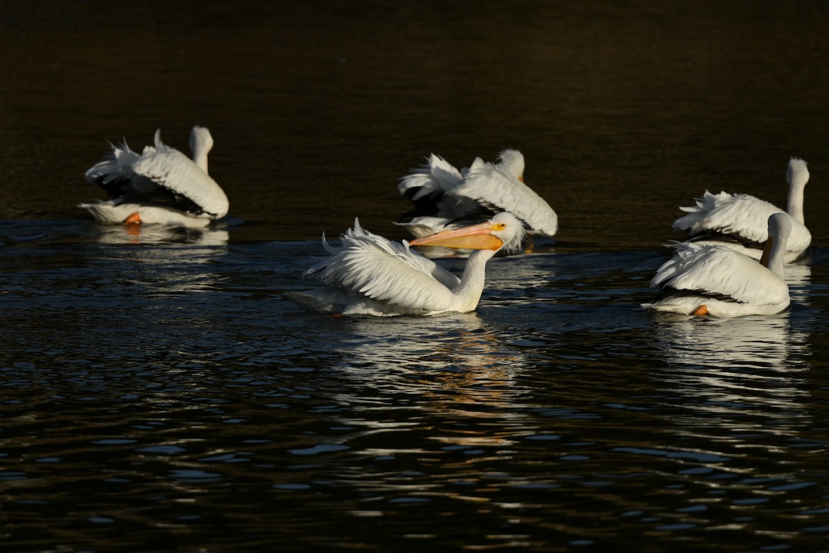 American White Pelican - ML627533156