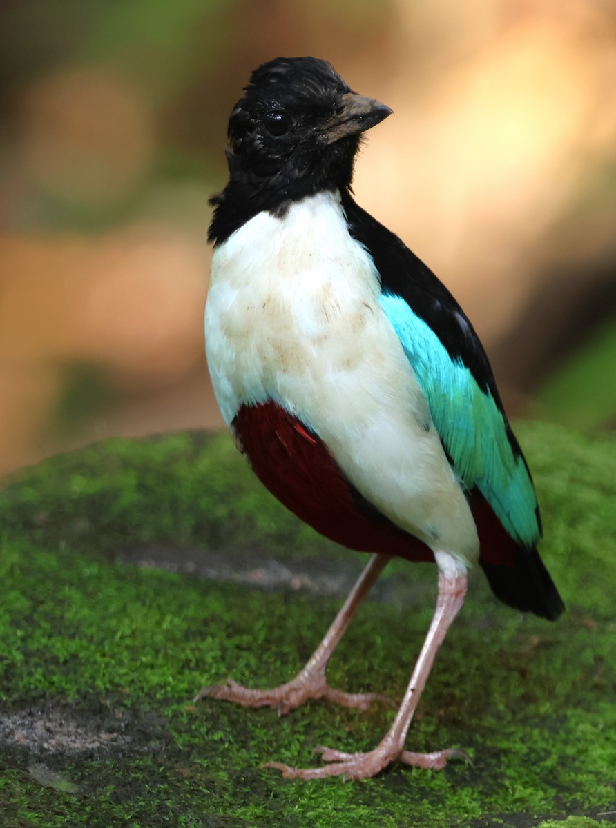 Ivory-breasted Pitta - ML627533190