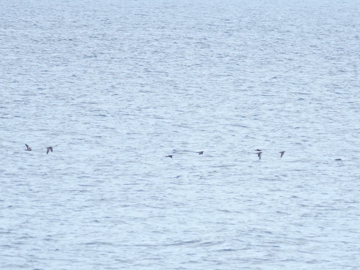 Heinroth's Shearwater - ML627533193