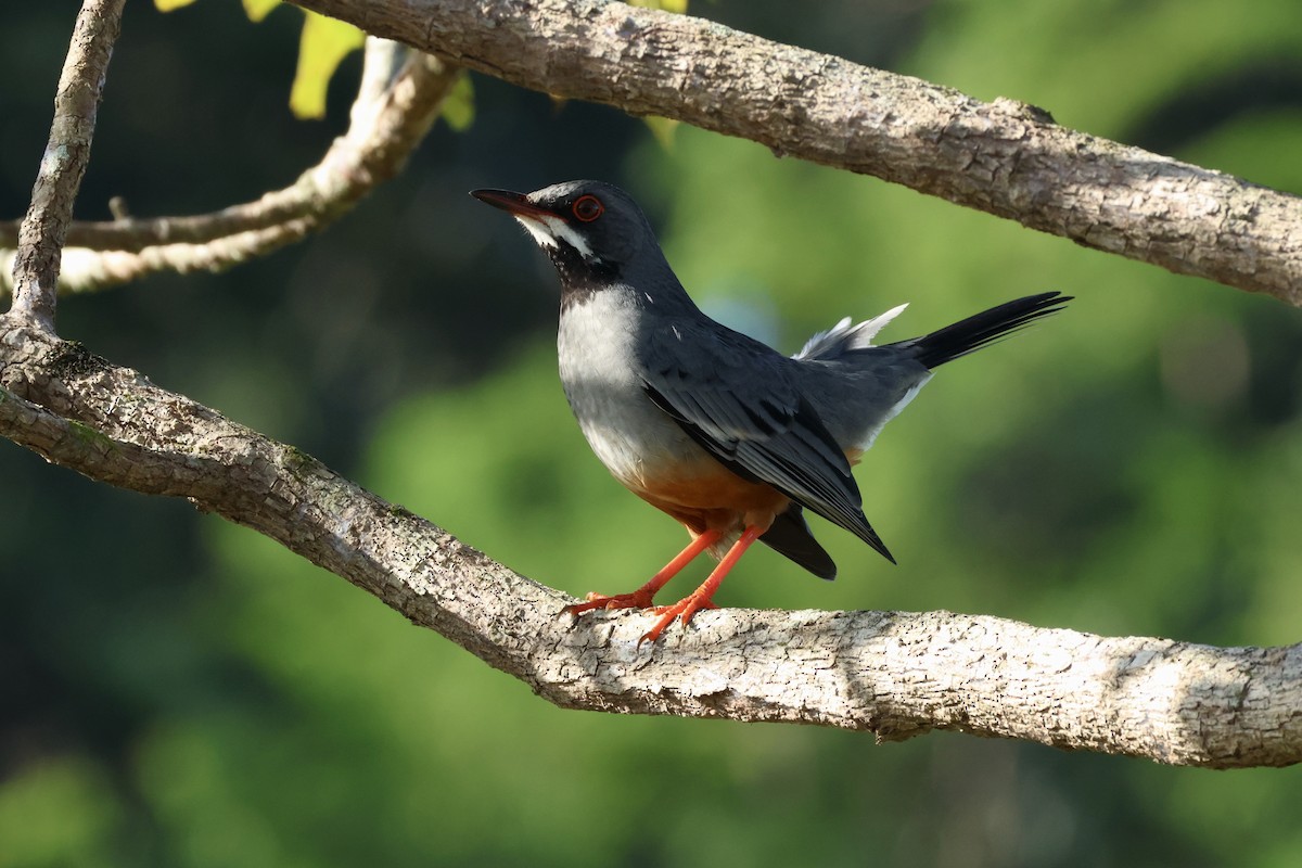 Red-legged Thrush - ML627533238