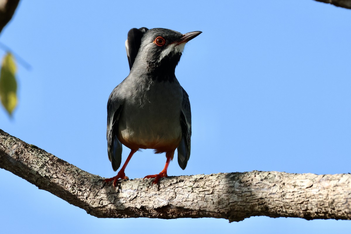 Red-legged Thrush - ML627533247