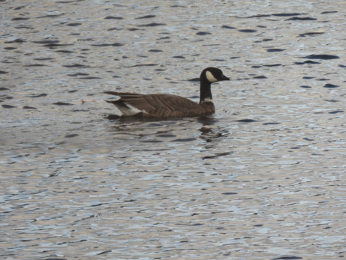 Cackling Goose - ML627533282