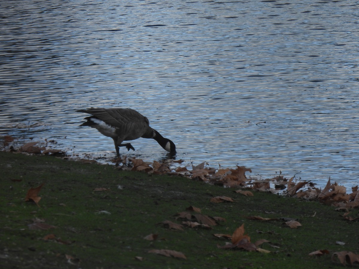Cackling Goose - ML627533293