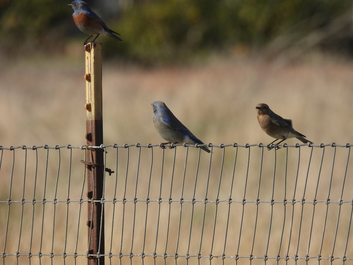 Mountain Bluebird - ML627533333