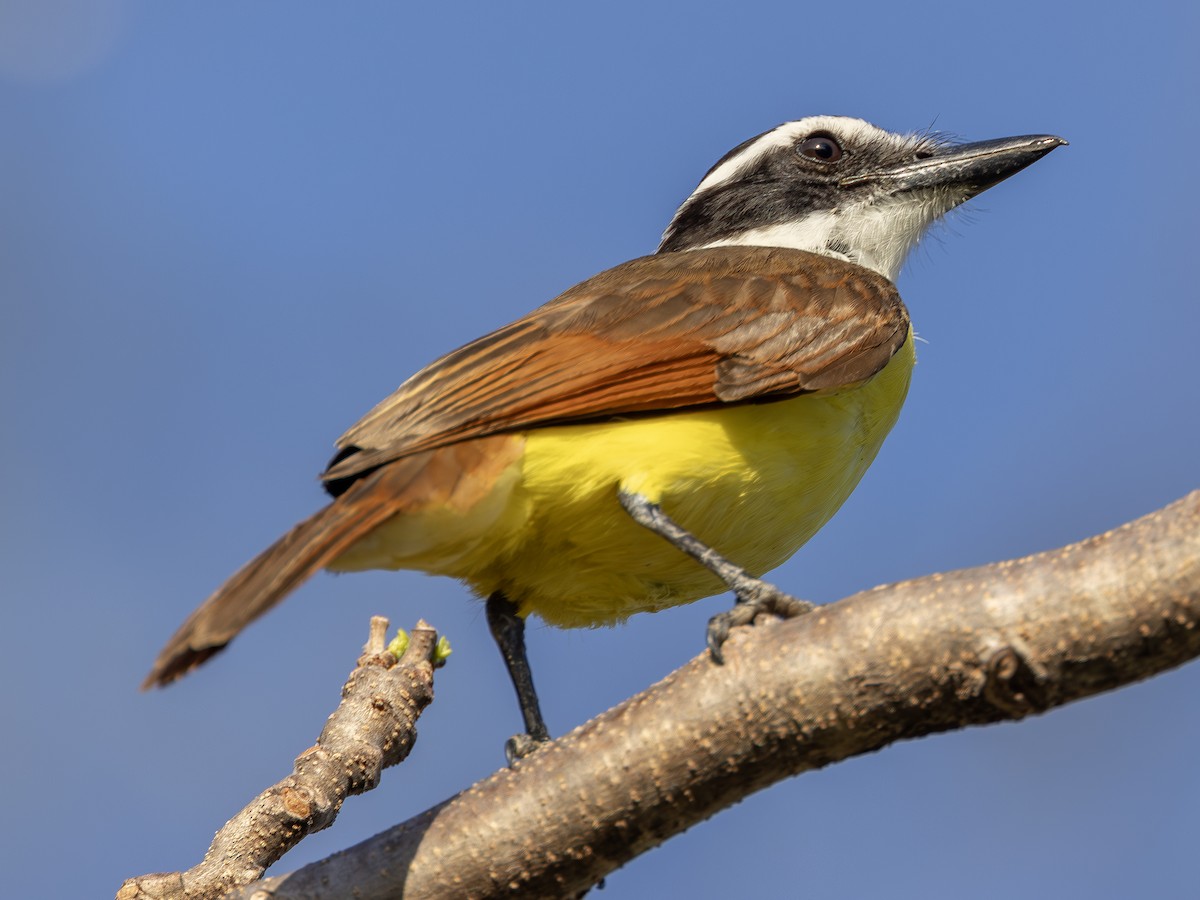 Great Kiskadee - ML627533338