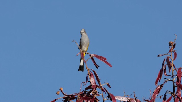 Gray Silky-flycatcher - ML627533359