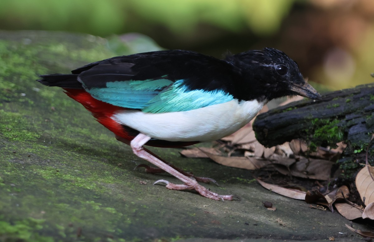 Ivory-breasted Pitta - ML627533370