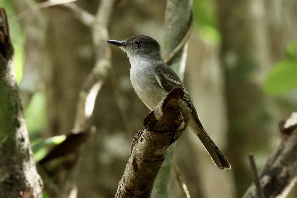 La Sagra's Flycatcher - ML627533371