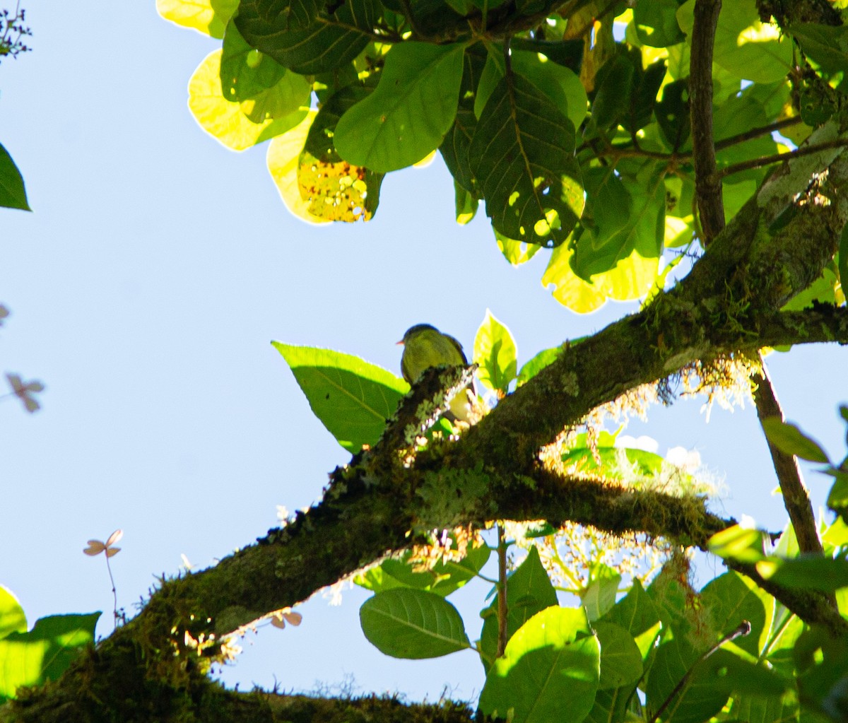 White-fronted Tyrannulet (Zeledon's) - ML627533381