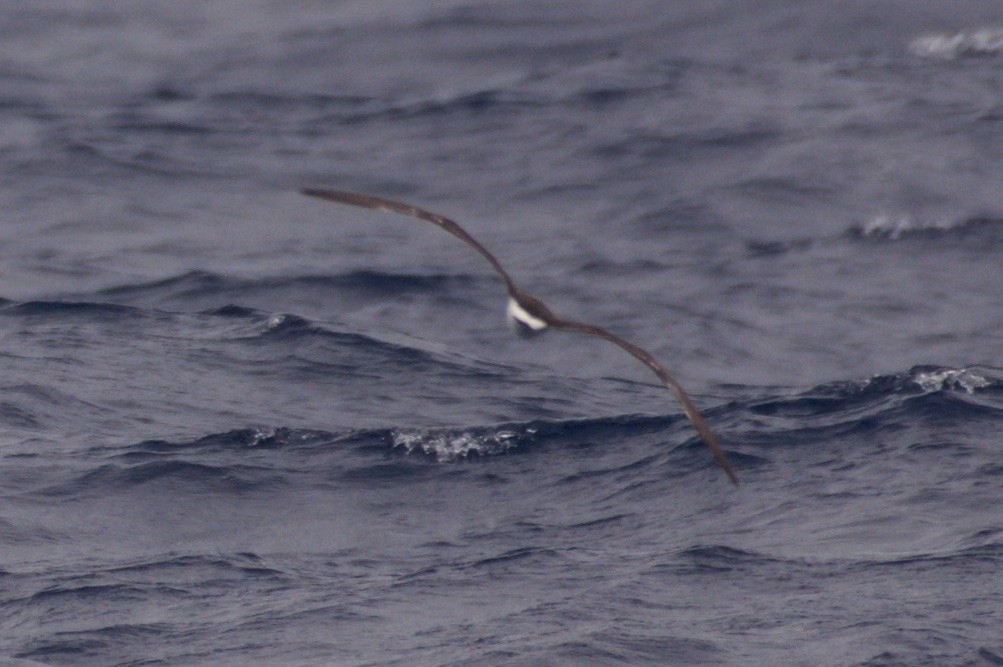 Black-capped Petrel - ML627533421