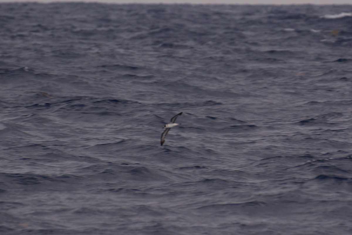 Black-capped Petrel - ML627533422