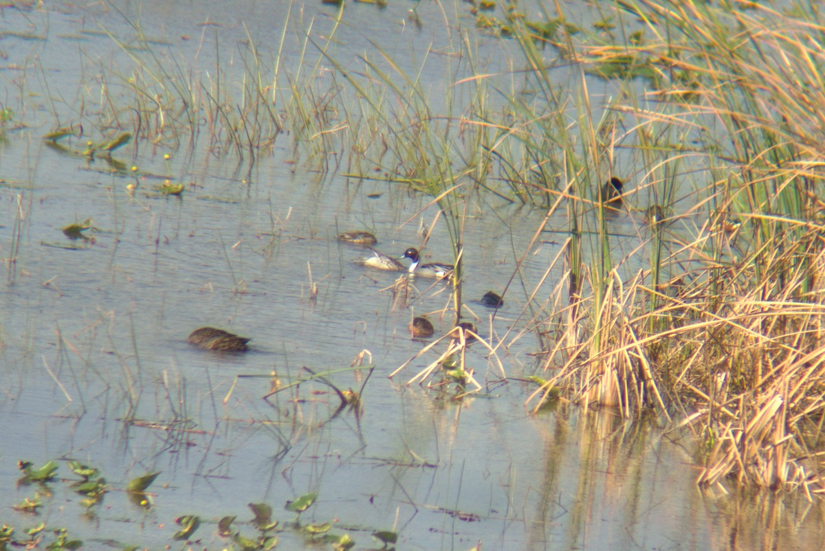 Northern Pintail - ML627533483