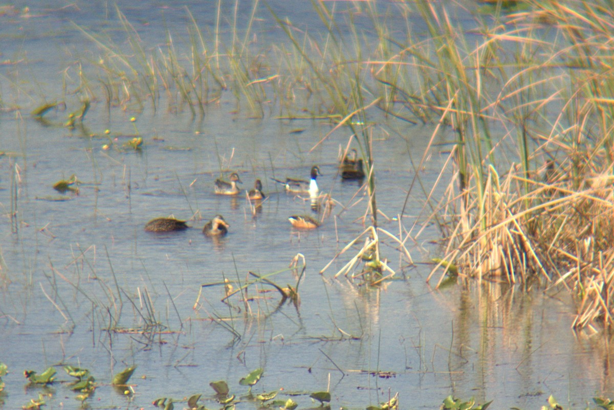 Northern Pintail - ML627533484