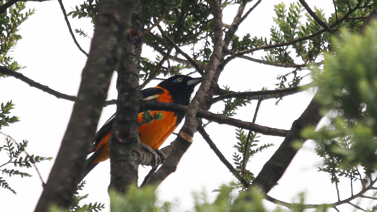 Venezuelan Troupial - ML627533570