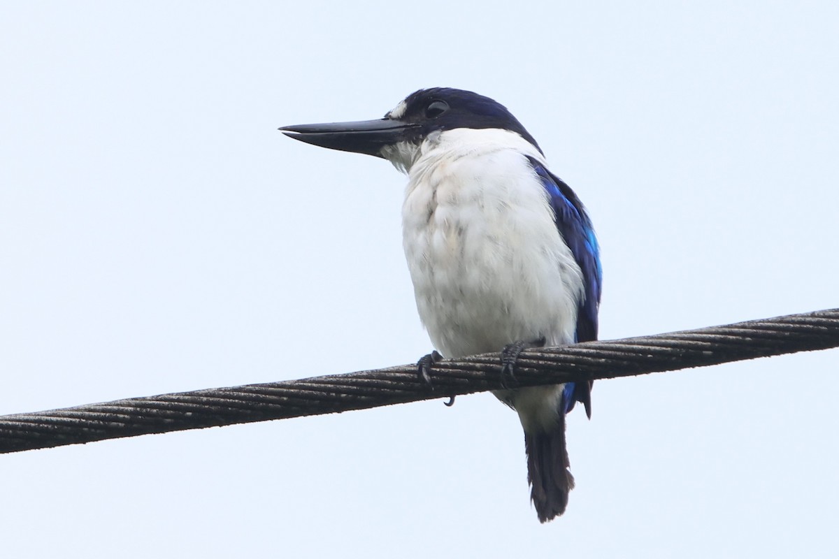 Blue-and-white Kingfisher - ML627533599