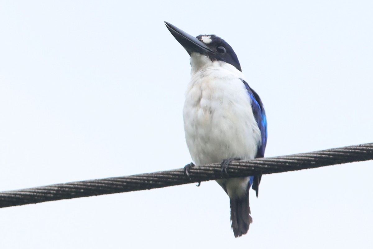 Blue-and-white Kingfisher - ML627533600