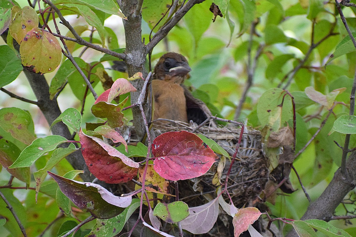 Blue Grosbeak - ML627533638