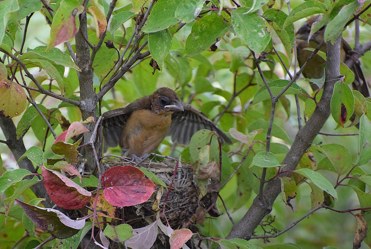 Blue Grosbeak - ML627533646