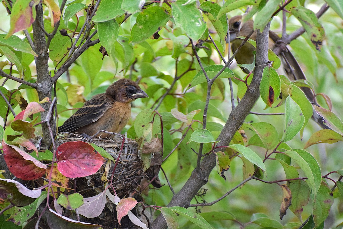 Blue Grosbeak - ML627533647