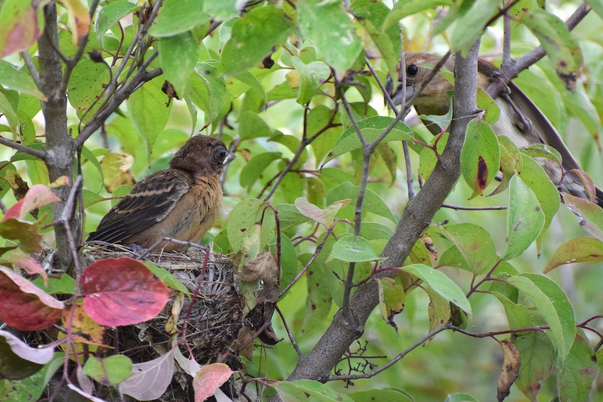 Blue Grosbeak - ML627533648