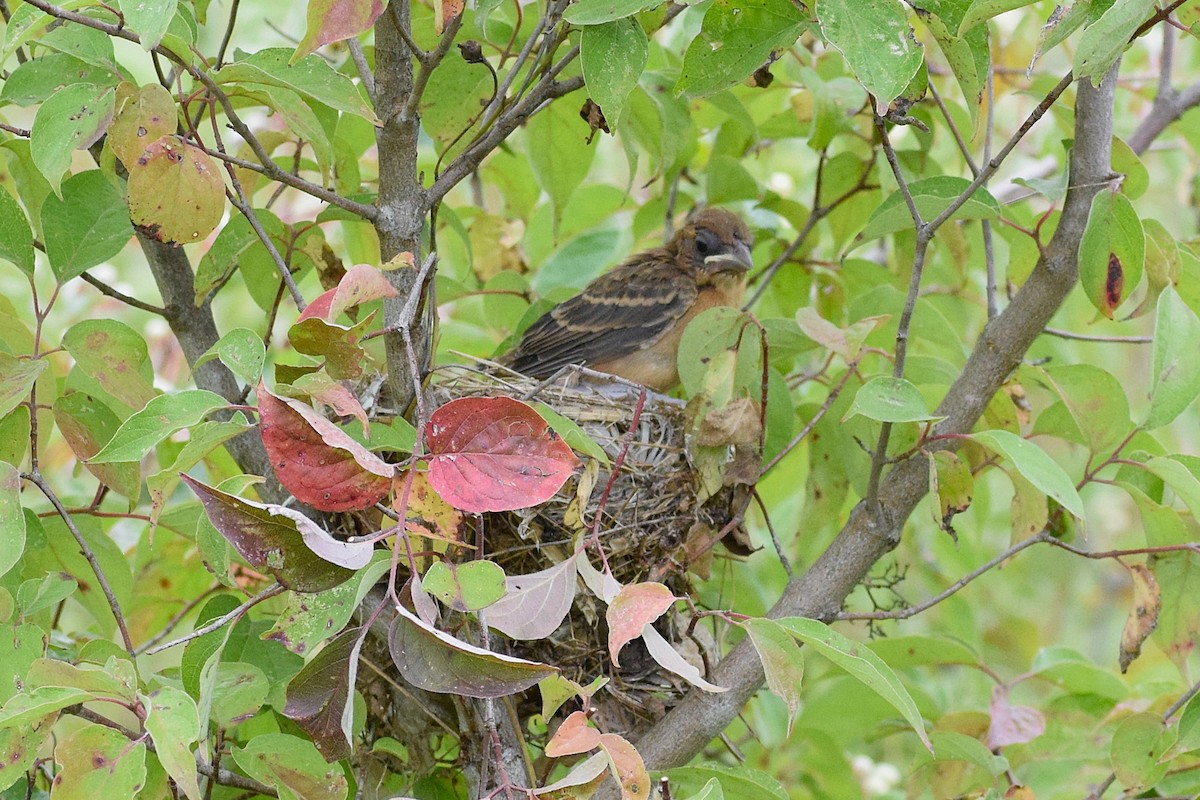 Blue Grosbeak - ML627533649