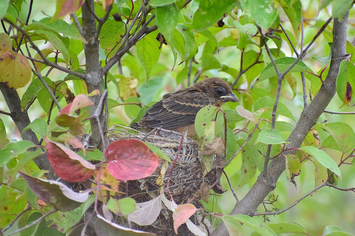 Blue Grosbeak - ML627533653