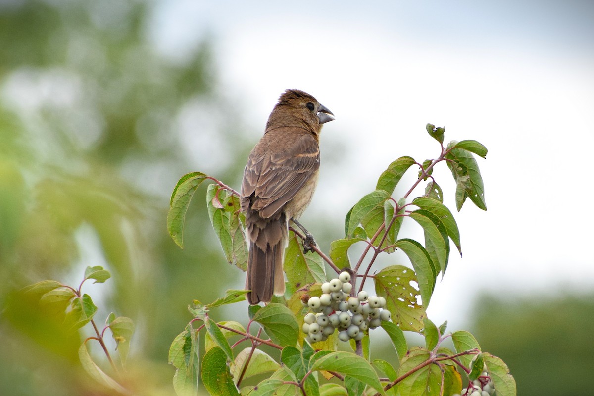 Blue Grosbeak - ML627533656