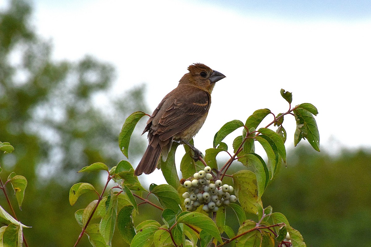 Blue Grosbeak - ML627533661